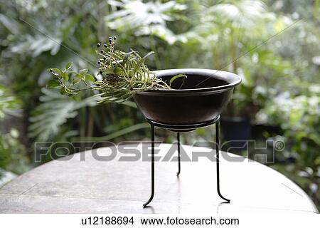 Picture - Close-up of a berry fern. Fotosearch