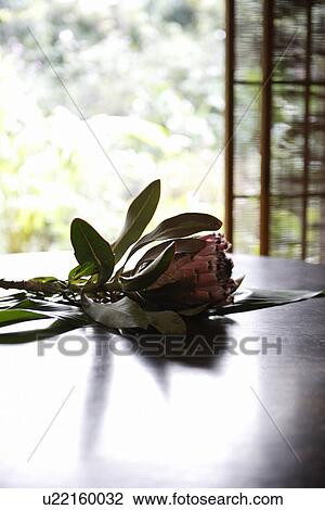 Close-up of flowers on a table View Large Photo Image Stock Image - Close-up of flowers on a table. Fotosearch