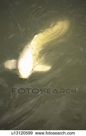 High angle view of a colorful fish underwater. View Large Photo Image Stock Photo - High angle view of a colorful fish underwater.. Fotosearch
