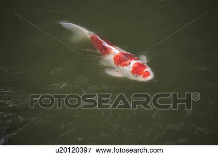 Stock Photo - High angle view of a colorful fish underwater.. Fotosearch