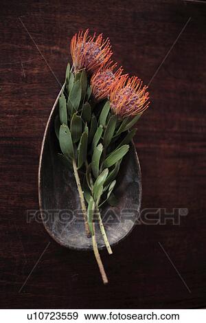 Stock Photo - High angle view of flowers in a tray. Fotosearch