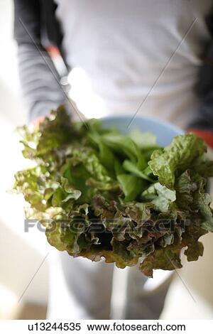 Midsection of a person holding bowl of leafy vegetables View Large Photo Image Stock Photography - Midsection of a person holding bowl of leafy vegetables. Fotosearch