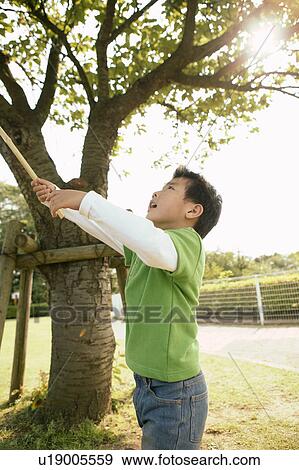 Boy raising a stick near a tree in the garden View Large Photo Image Stock Photo - Boy raising a stick near a tree in the garden. Fotosearch