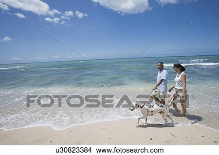 A couple walking with dog at beach View Large Photo Image Picture - A couple walking with dog at beach. Fotosearch