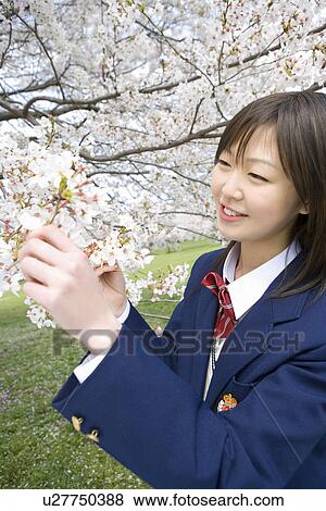 High School Girl Touching Cherry Branches View Large Photo Image Stock Photo - High School Girl Touching Cherry Branches. Fotosearch