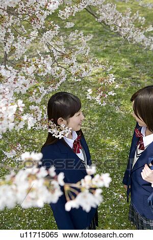 Stock Photography - High School Students Talking Under Cherry Blossoms. Fotosearch