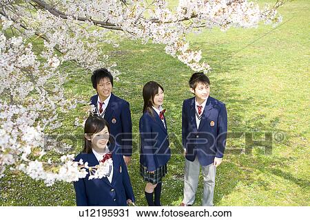 High School Students Under Cherry Blossoms View Large Photo Image Stock Image - High School Students Under Cherry Blossoms. Fotosearch