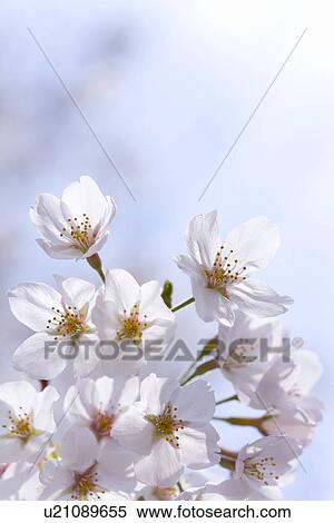 Stock Photography - Cherry blossoms under the blue sky, close up, blue background, Japan. Fotosearch