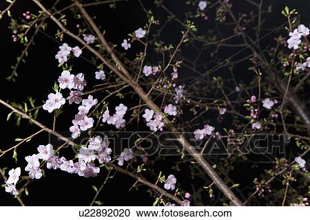 Stock Image - Cherry trees in the night, low angle view, black background, Japan. Fotosearch