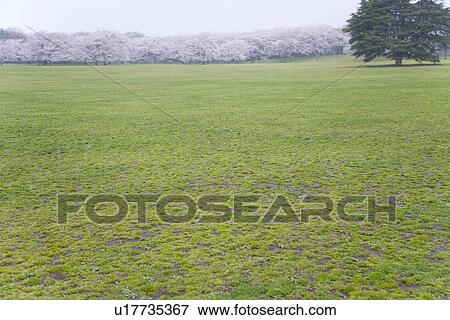 Green tree in cherry blossoms field, copy space, Japan View Large Photo Image Stock Photo - Green tree in cherry blossoms field, copy space, Japan. Fotosearch
