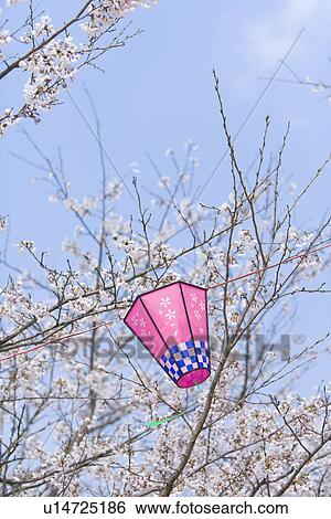 Stock Photograph - Paper lantern decorated on the branch of a cherry tree, low angle view, Japan. Fotosearch