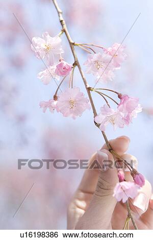 Woman holding the twig of a cherry tree, close up, Japan View Large Photo Image Stock Photograph - Woman holding the twig of a cherry tree, close up, Japan. Fotosearch