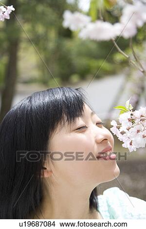 Woman smelling cherry flowers, closing eyes, side view, Japan View Large Photo Image Picture - Woman smelling cherry flowers, closing eyes, side view, Japan. Fotosearch