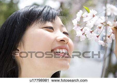 Woman smelling cherry flowers, smiling, side view, close up, Japan View Large Photo Image Stock Image - Woman smelling cherry flowers, smiling, side view, close up, Japan. Fotosearch