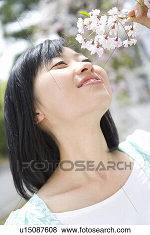 Stock Photo - Woman smelling cherry flowers, smiling, front view, Japan. Fotosearch