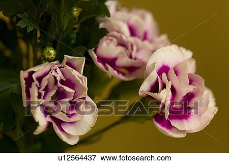 Stock Photo - Close-up Image of Flowers, Differential Focus. Fotosearch