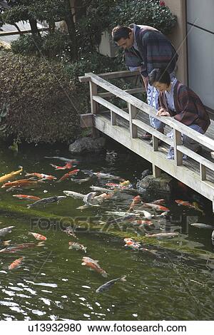 Mature Adult Couple Looking at Carp from the Wooden Balcony, Side View, High Angle View, Three Quarter Length View Large Photo Image Stock Image - Mature Adult Couple Looking at Carp from the Wooden Balcony, Side View, High Angle View, Three Quarter Length. Fotosearch