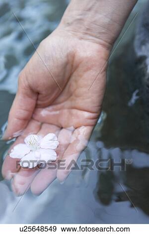 Scooping Cherry Blossom, High Angle View View Large Photo Image Stock Photo - Scooping Cherry Blossom, High Angle View. Fotosearch