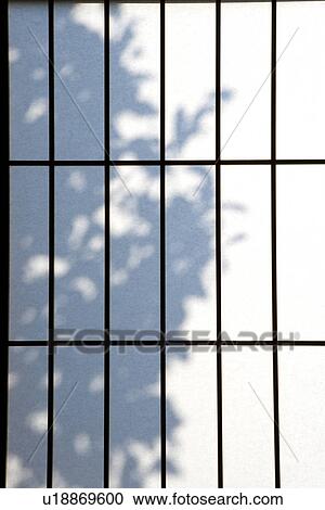 Tree Shadow on Shoji, Front View View Large Photo Image Stock Image - Tree Shadow on Shoji, Front View. Fotosearch