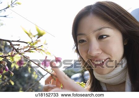 Woman smiling and looking at flowers on branch, front view, Japan View Large Photo Image Stock Image - Woman smiling and looking at flowers on branch, front view, Japan. Fotosearch