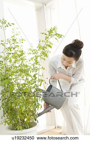 Woman watering plant, front view View Large Photo Image Stock Image - Woman watering plant, front view. Fotosearch