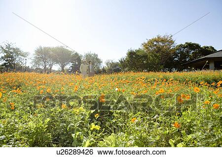 Stock Photograph - A Couple Standing in a Flower Field, Three Quarter Length, Low Angle View. Fotosearch