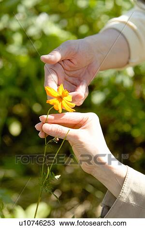 Stock Image - Closed Up Image of Hands Holding a Flower, Differential Focus, High Angle View. Fotosearch