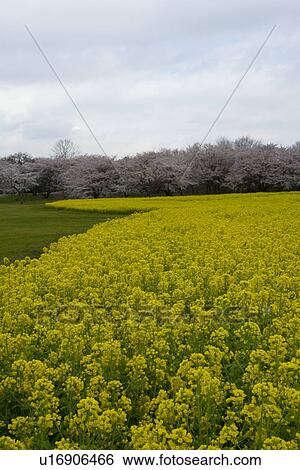 Cherry blossoms and rape field, high angle view, Japan View Large Photo Image Stock Photograph - Cherry blossoms and rape field, high angle view, Japan. Fotosearch