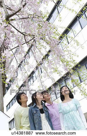 Stock Photo - Four young people standing under the cherry tree, looking up, low angle view, Japan. Fotosearch