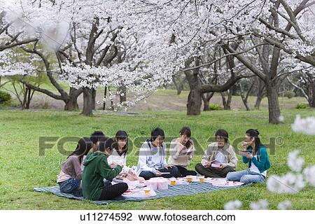 Stock Image - Hanami Under Full-bloomed Cherry Blossom, Side View, Front View. Fotosearch