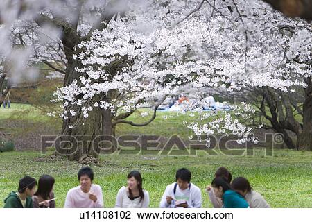 Hanami Under Full-bloomed Cherry Blossoms, Differential Focus, View Large Photo Image Stock Image - Hanami Under Full-bloomed Cherry Blossoms, Differential Focus, . Fotosearch