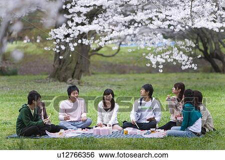 Stock Photograph - Hanami Under Full-bloomed Cherry Blossoms, Differential Focus, . Fotosearch