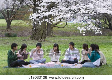 Stock Photograph - Hanami Under Full-bloomed Cherry Blossoms, Differential Focus, . Fotosearch