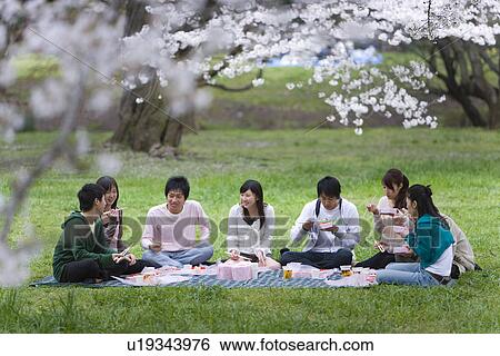 Stock Photograph - Hanami Under Full-bloomed Cherry Blossoms, Differential Focus, . Fotosearch
