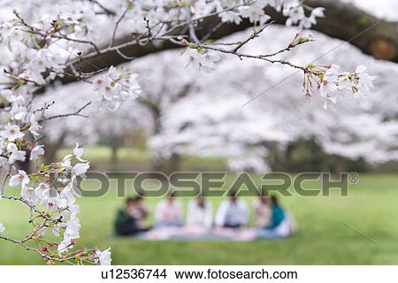 Medium group of young people enjoying lunch surrounded with cherry blossoms, front view, differential focus, Japan View Large Photo Image Picture - Medium group of young people enjoying lunch surrounded with cherry blossoms, front view, differential focus, Japan. Fotosearch