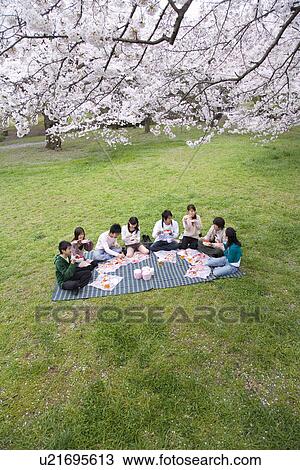 Medium group of young people enjoying lunch surrounded with cherry blossoms, high angle view, Japan View Large Photo Image Stock Image - Medium group of young people enjoying lunch surrounded with cherry blossoms, high angle view, Japan. Fotosearch