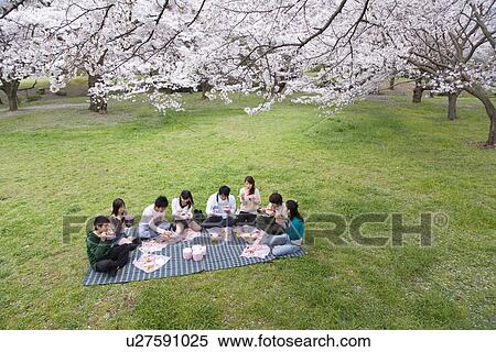 Medium group of young people enjoying lunch surrounded with cherry blossoms, high angle view, Japan View Large Photo Image Stock Photography - Medium group of young people enjoying lunch surrounded with cherry blossoms, high angle view, Japan. Fotosearch
