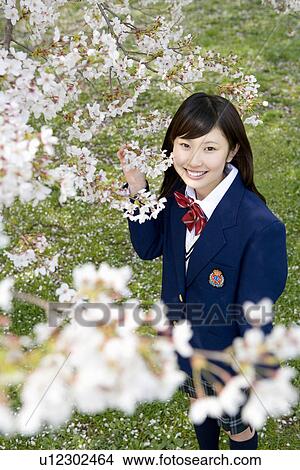 High School Student Under The Cherry Blossoms, Differential Focus View Large Photo Image Picture - High School Student Under The Cherry Blossoms, Differential Focus. Fotosearch