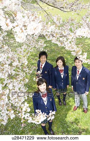 Stock Photo - High School Students Under Cherry Blossoms. Fotosearch