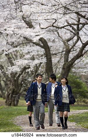 High School Students Walking on Path with Cherry Trees in the Background View Large Photo Image Picture - High School Students Walking on Path with Cherry Trees in the Background. Fotosearch