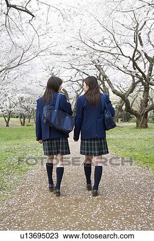 Two High School Girls on Path with Cherry Blossoms beside it View Large Photo Image Stock Image - Two High School Girls on Path with Cherry Blossoms beside it. Fotosearch