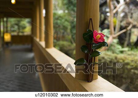 Stock Image - Single camellia at the outside corridor of a Japanese inn, front view, close up, differential focus, Japan. Fotosearch