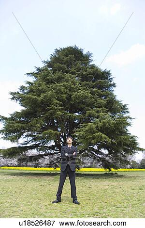Stock Photo - Businesswoman Standing in Front Of a Big Tree, Front View, Full Length. Fotosearch