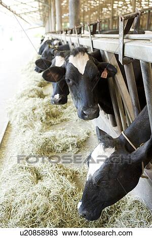 Stock Image - Cows in a barn. Fotosearch