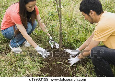 若い人々 木を植えること 写真館 イメージ館 U Fotosearch