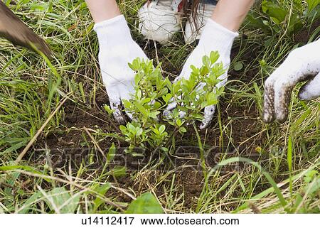 People planting tree View Large Photo Image Stock Photo - People planting tree. Fotosearch
