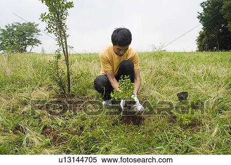Young man planting tree View Large Photo Image Stock Photography - Young man planting tree. Fotosearch