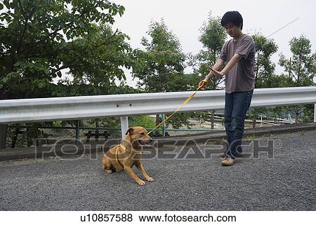 Young man training dog View Large Photo Image Stock Photo - Young man training dog. Fotosearch
