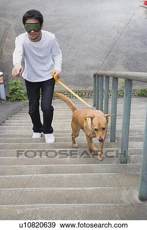 Young man walking with guide dog View Large Photo Image Stock Photo - Young man walking with guide dog. Fotosearch