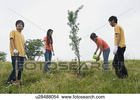 Young people planting tree View Large Photo Image Picture - Young people planting tree. Fotosearch